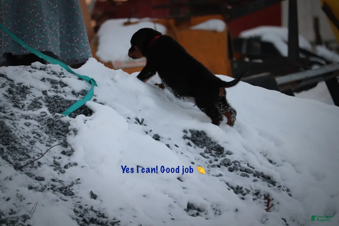 Rottweiler dogs for sale: Simba - Ad 6