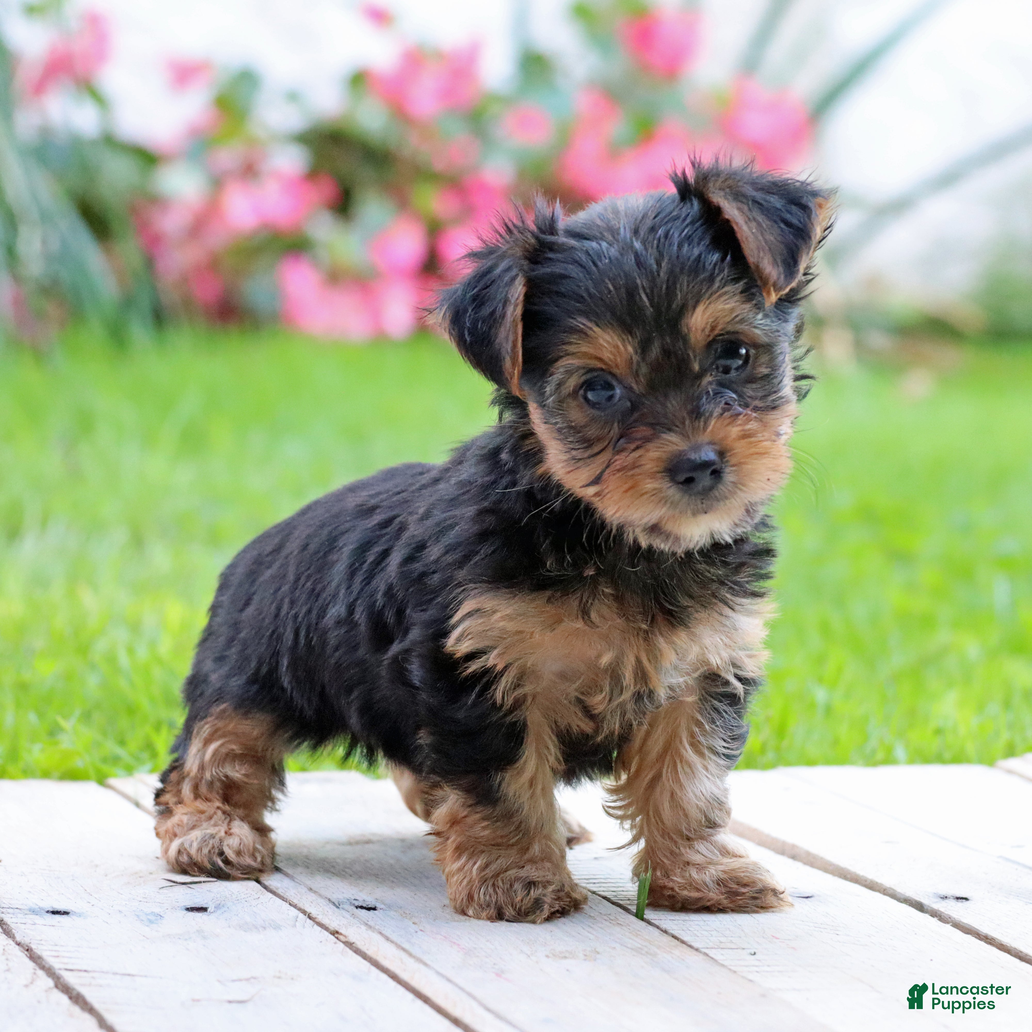 Yorkshire Terrier dogs Izzy - Ad 1