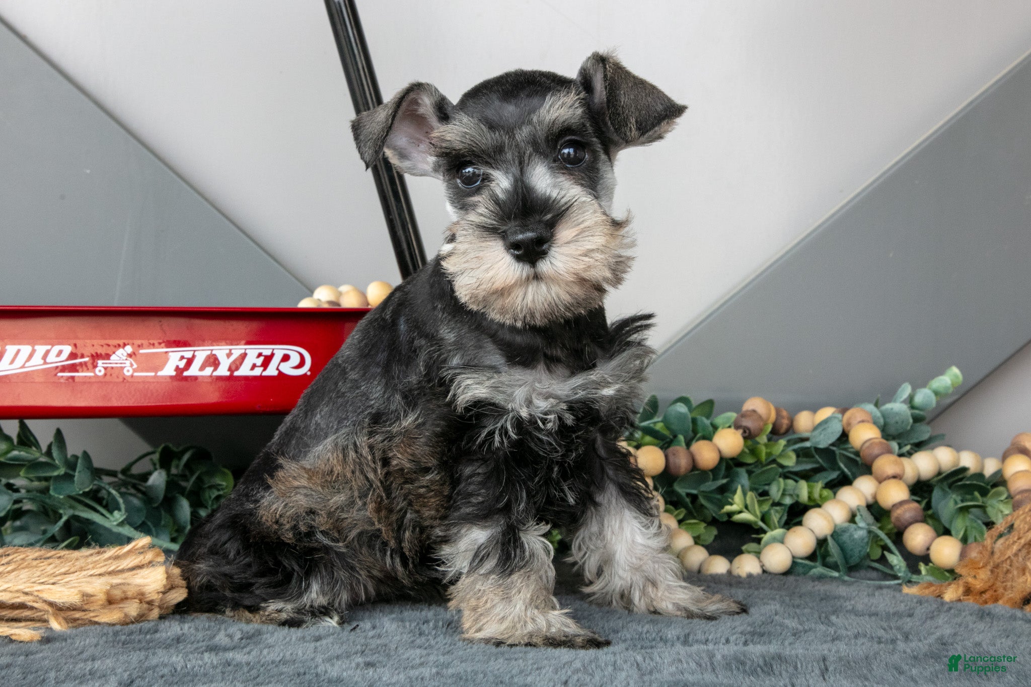 Miniature Schnauzer dogs Luna - Ad 1