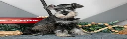 Miniature Schnauzer dogs for sale: Luna - Ad 1