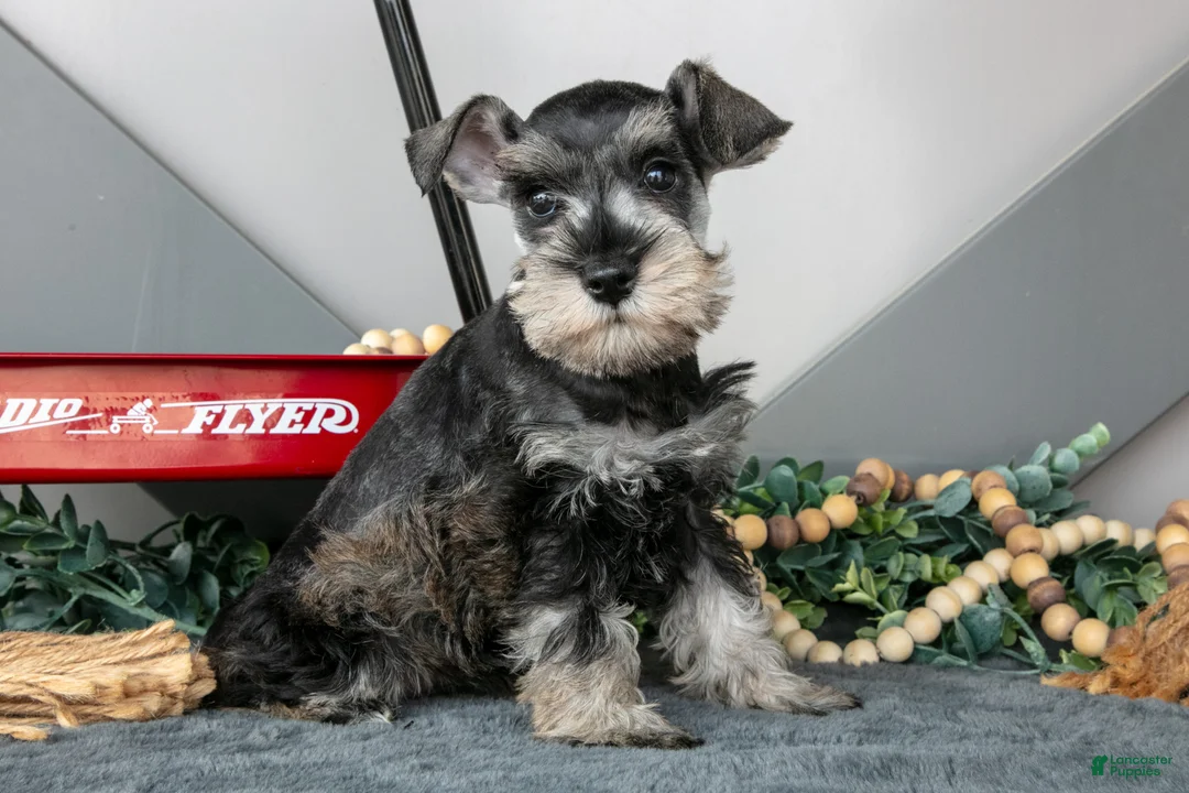Miniature Schnauzer dogs for sale: Luna - Ad 1