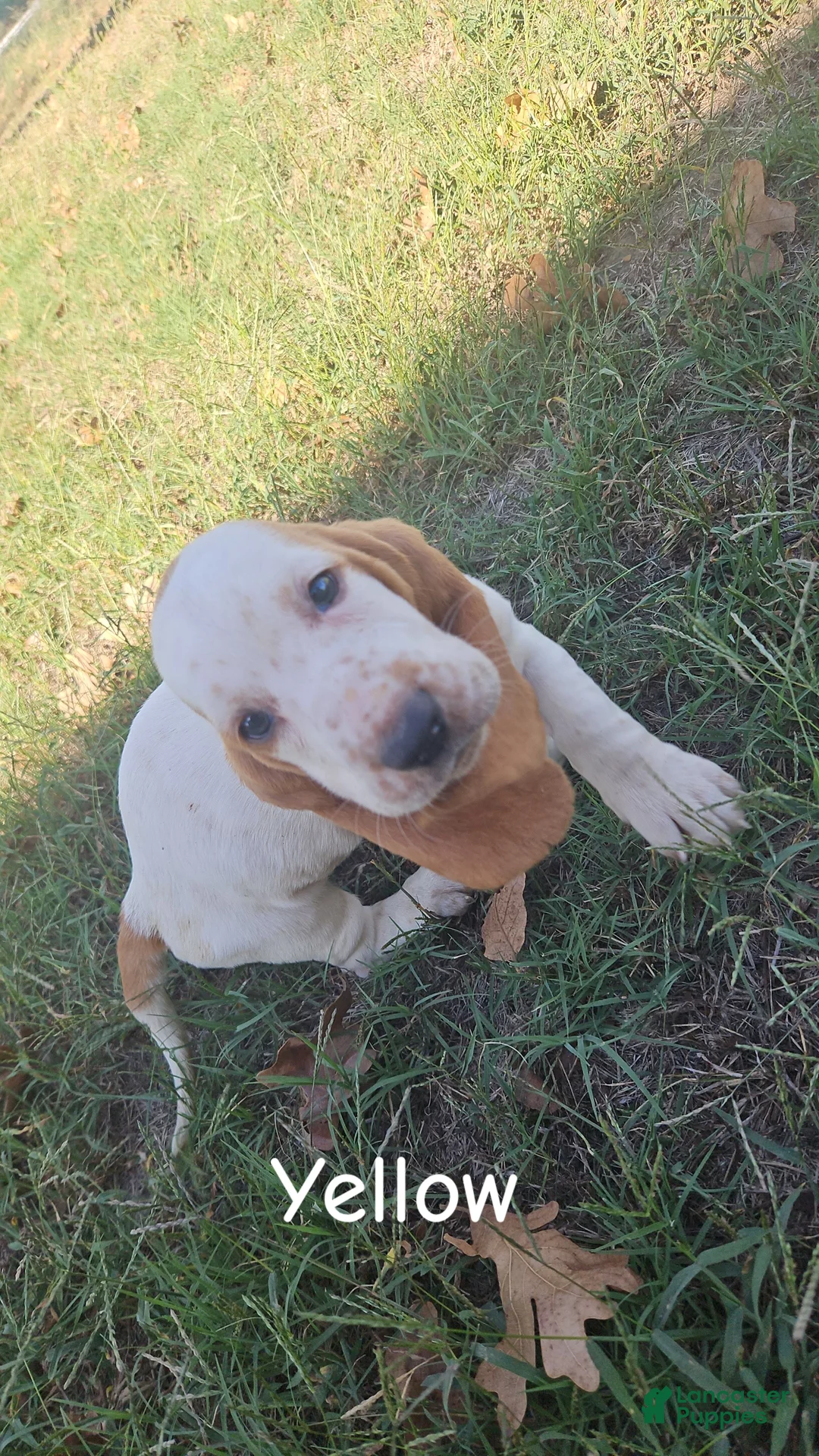 Basset Hound dogs for sale: Basset Hound-Yellow - Ad 2