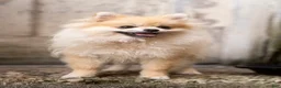 Pomeranian dogs for sale: Bella Liz - Ad 2