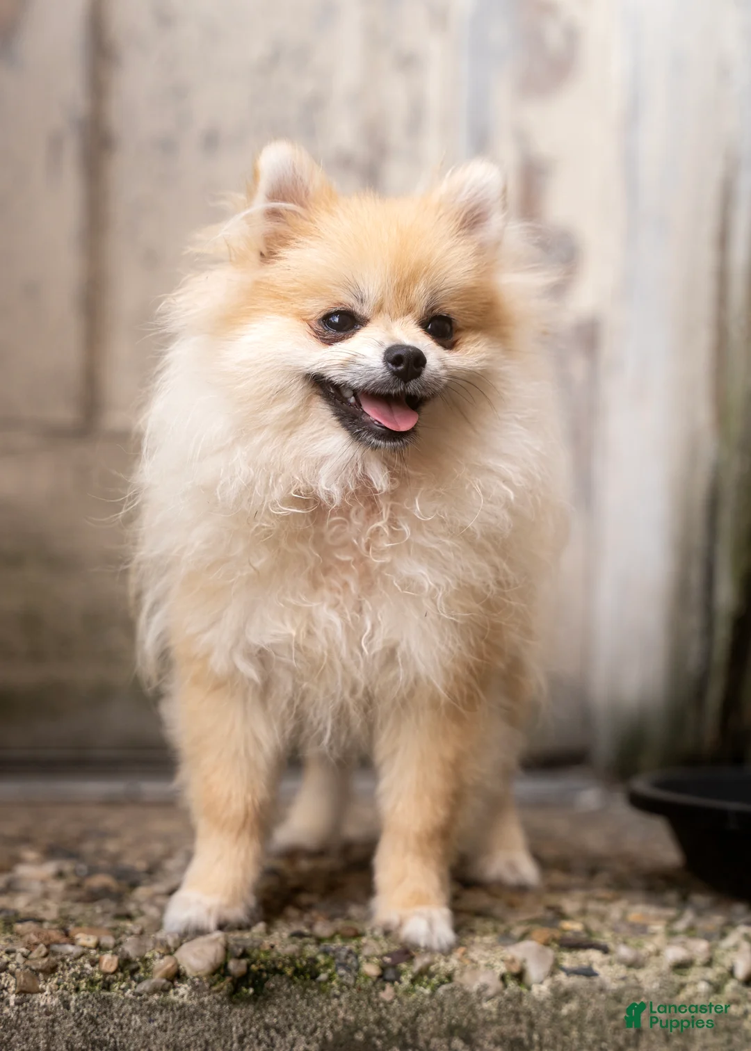Pomeranian dogs for sale: Bella Liz - Ad 2