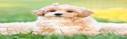 Maltipoo dogs for sale: Twila - Ad 7