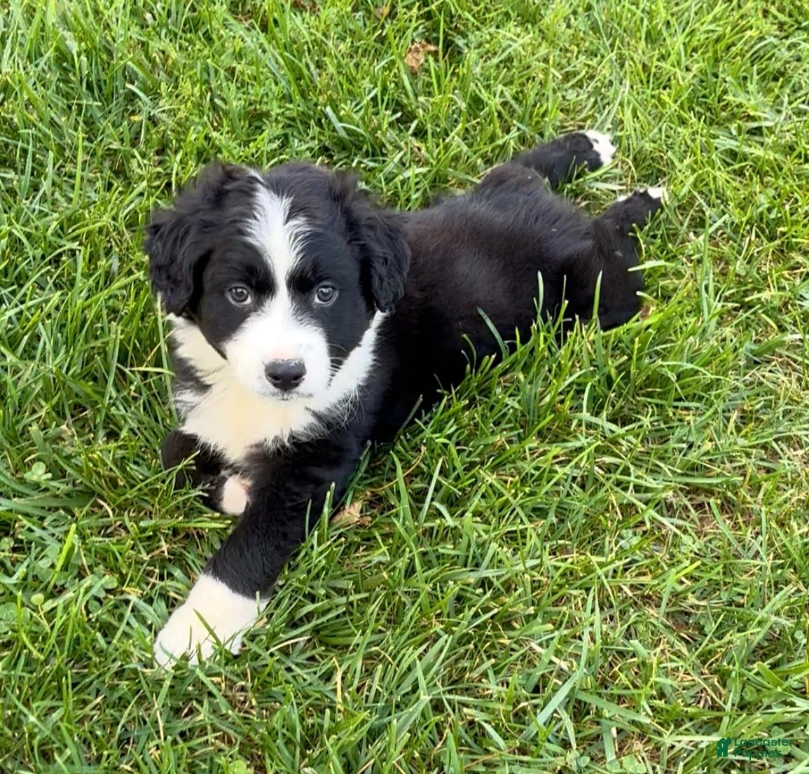 Australian Shepherd dogs Theo - Ad 1