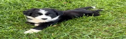 Australian Shepherd dogs for sale: Theo - Ad 1