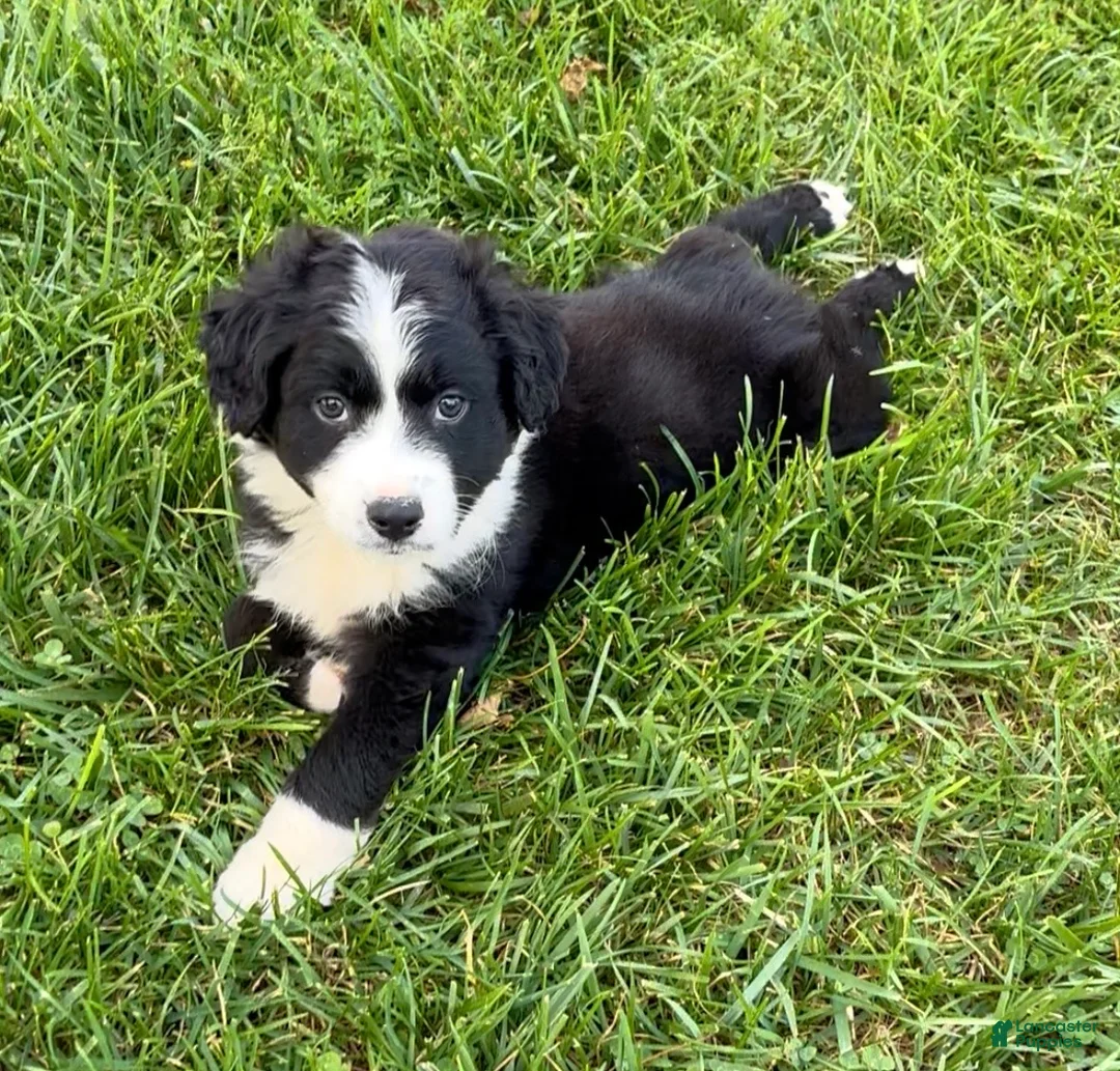 Australian Shepherd dogs for sale: Theo - Ad 1