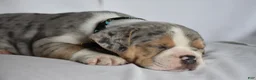 Beabull dogs for sale: Opal - Ad 7