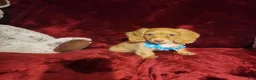 Miniature Dachshund dogs for sale: PEACHES - Ad 2