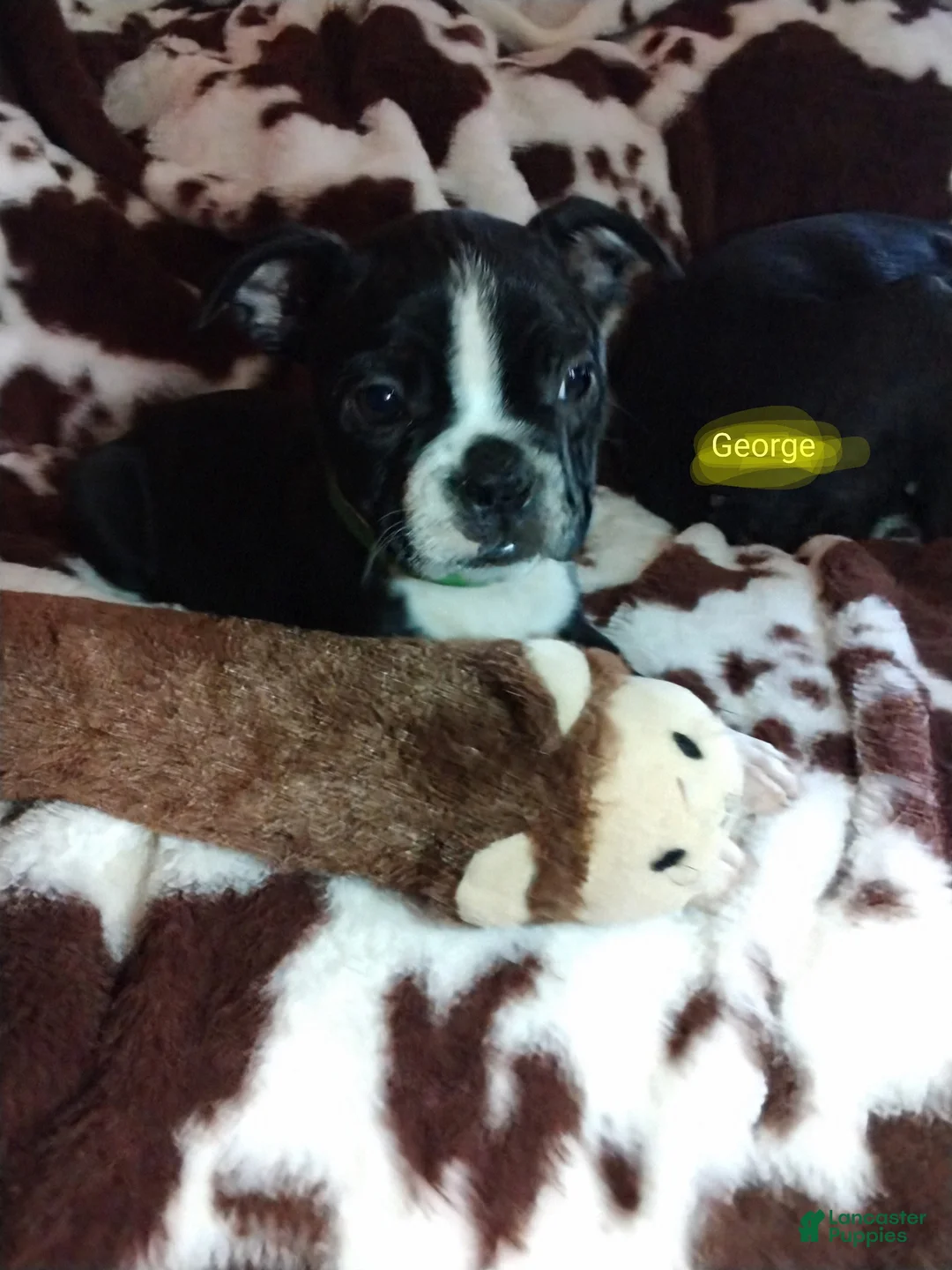 Boston Terrier dogs for sale: Boston Terrier Puppy 1 - Ad 1