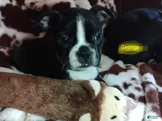Boston Terrier dogs Boston Terrier Puppy 1 - Ad 33