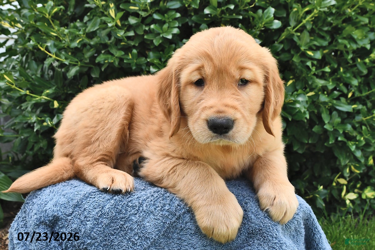 Golden Retriever dogs Ace  - Ad 2