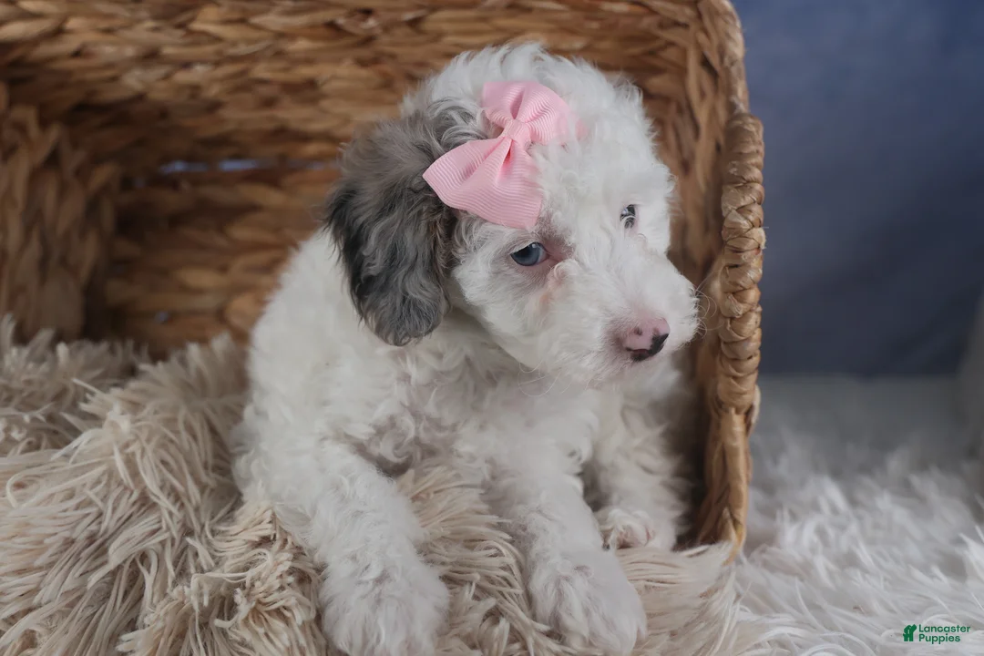 Miniature Poodle dogs for sale: Riley - Ad 14