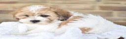 Mixed Breed dogs for sale: Toby - Ad 2