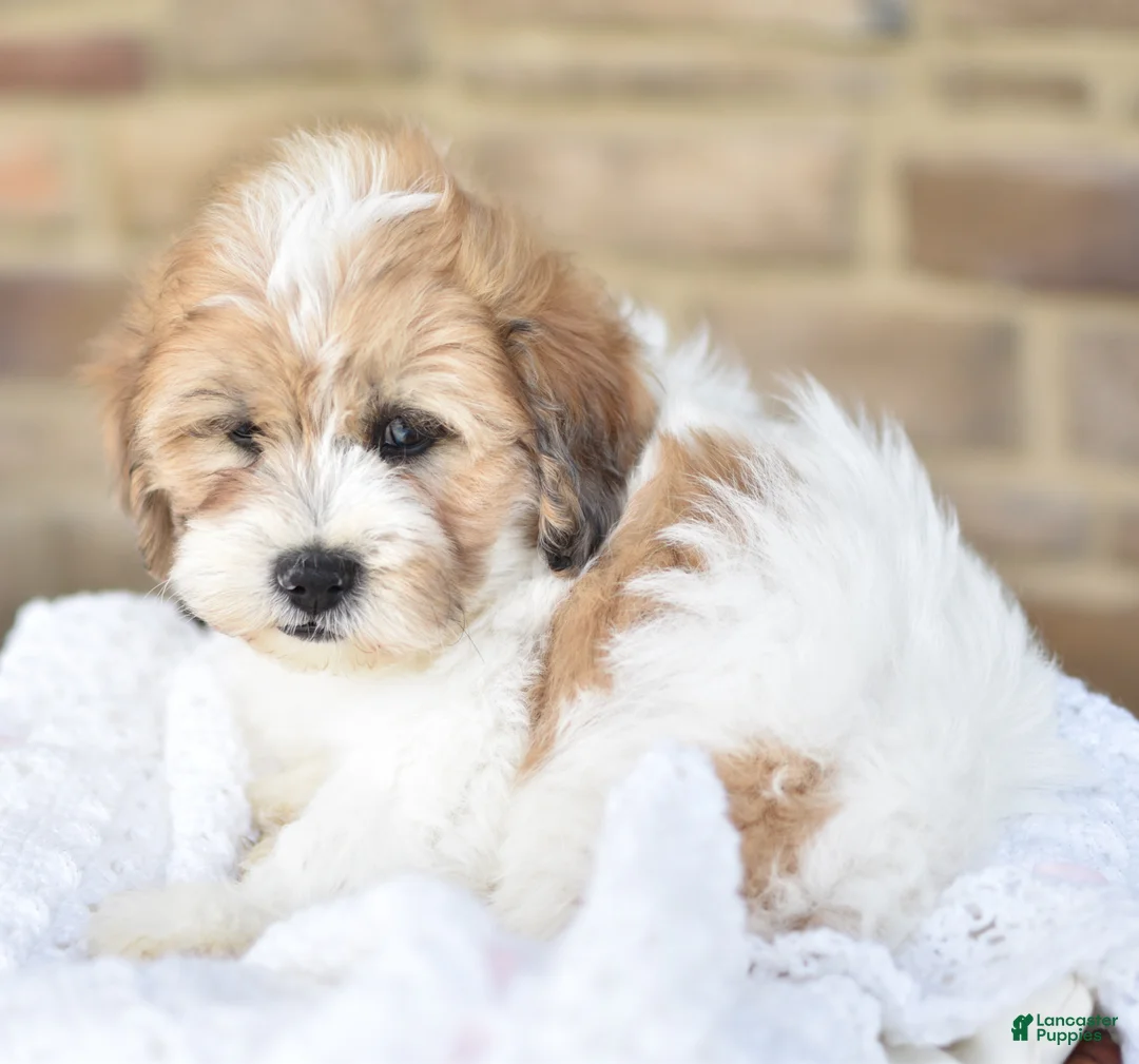Mixed Breed dogs for sale: Toby - Ad 2