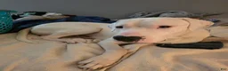 Dogo Argentino dogs for stud: FOR STUD SERVICES  - Ad 3