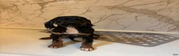 Mixed Breed dogs for sale: Milo - Ad 7