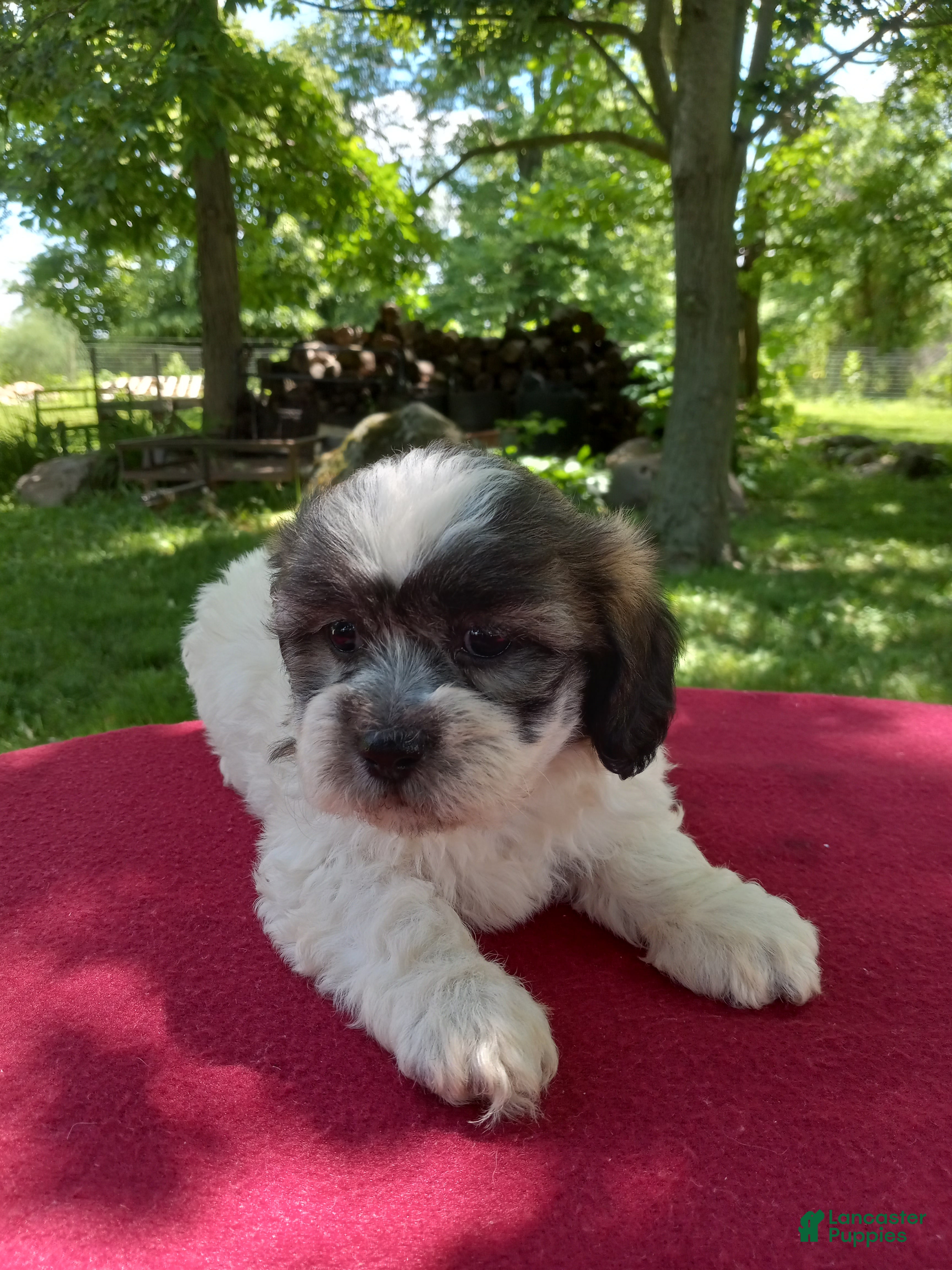 Teddy Bear dogs Bella - Ad 2