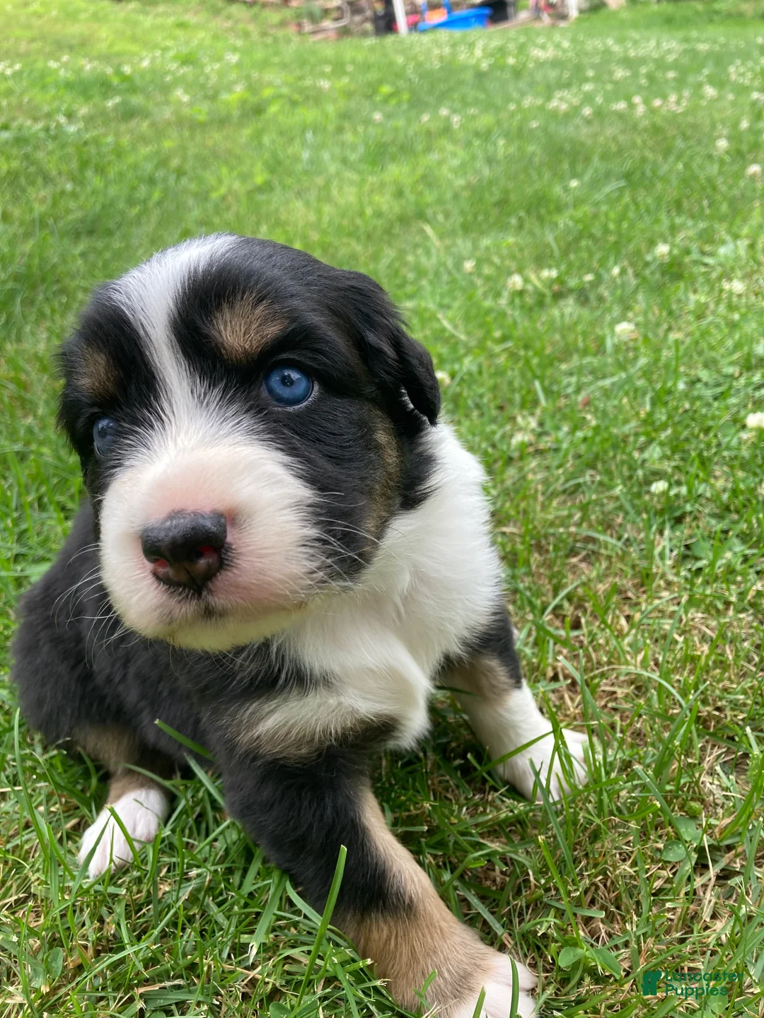 Australian Shepherd dogs for sale: Blossom 🌸  - Ad 2