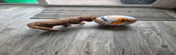 Cavalier King Charles Spaniel dogs for sale: Conway  - Ad 7