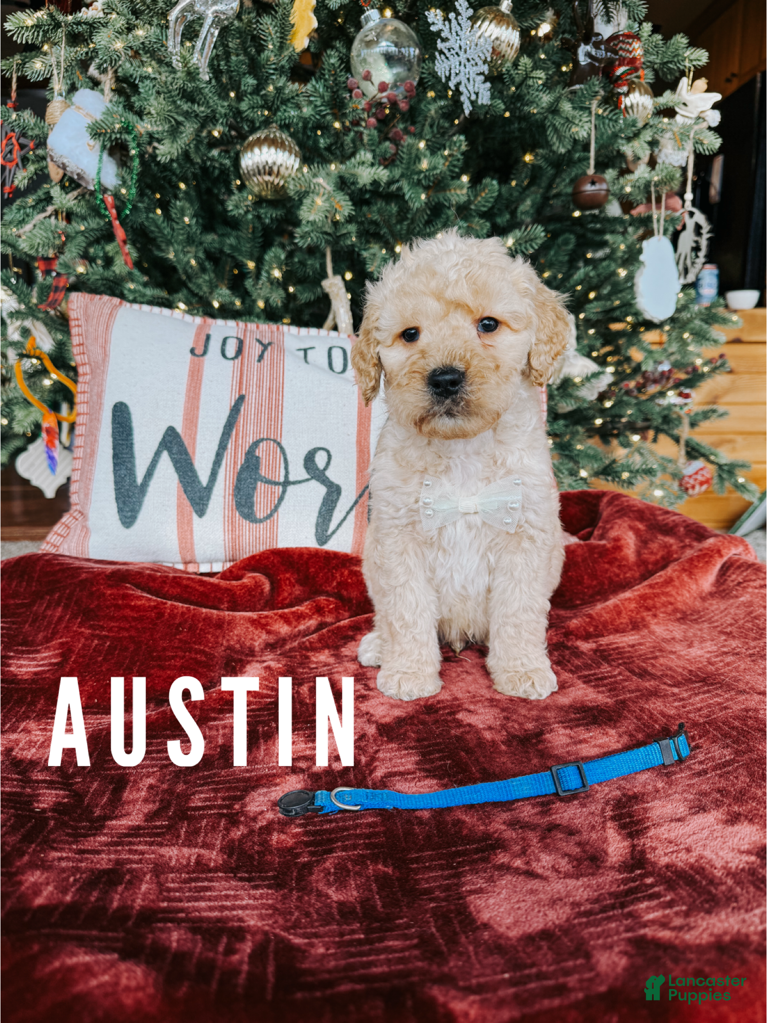 Goldendoodle dogs Austin - Ad 35