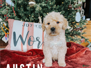 Goldendoodle dogs Austin - Ad 35