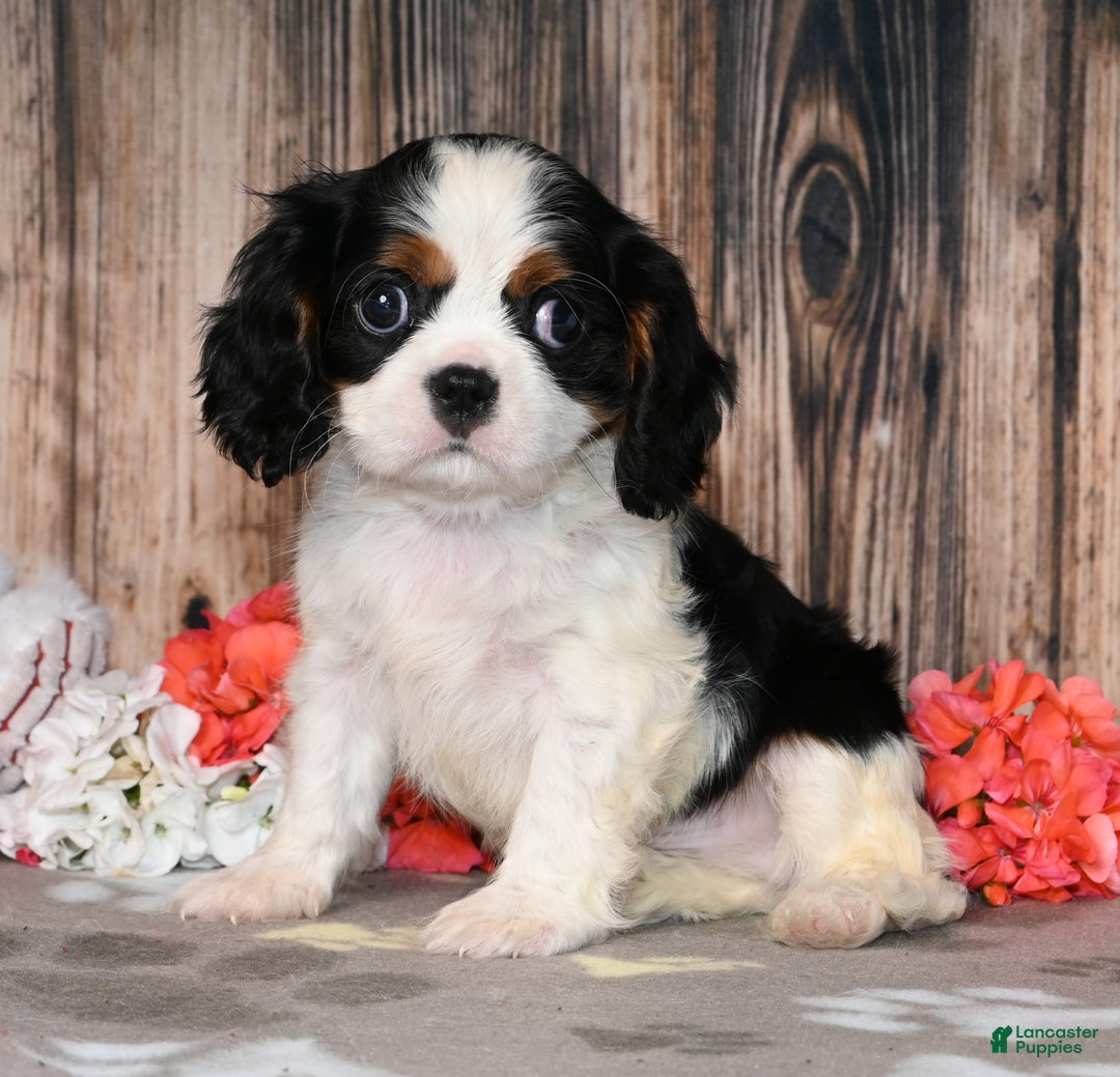 Cavalier King Charles Spaniel dogs for sale: Everest - Ad 2