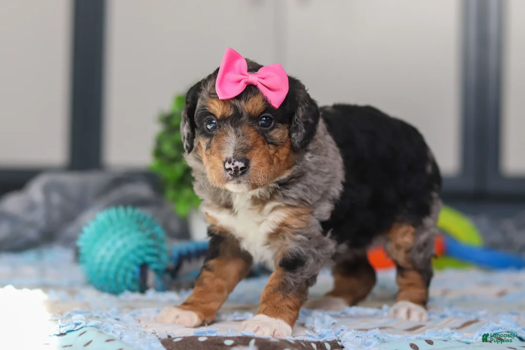 Mini Bernedoodle dogs for sale: Pearl - Ad 4