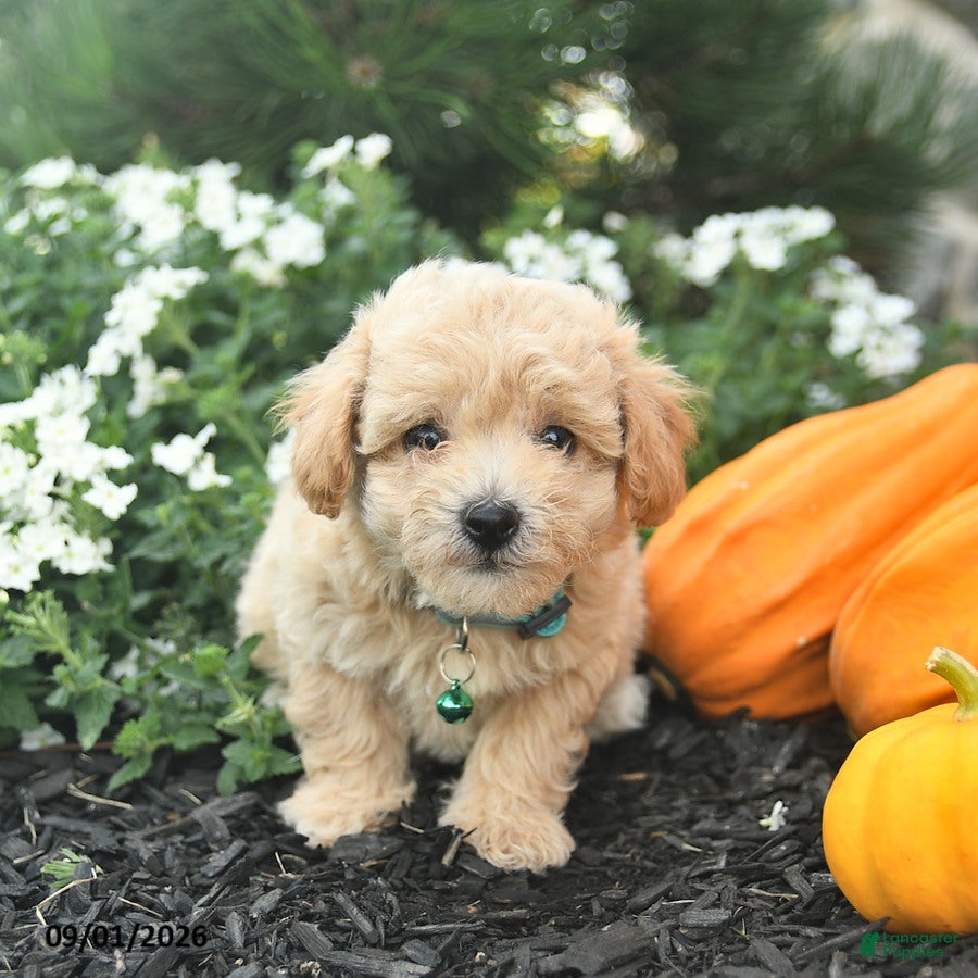 Maltipoo dogs Chipper  - Ad 1