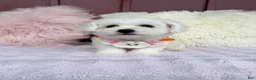 Bichon Frise dogs for sale: 🩷Nina🩷 - Ad 4