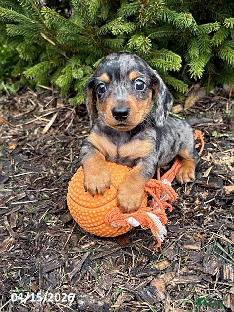Dachshund dogs Skyler - Ad 2