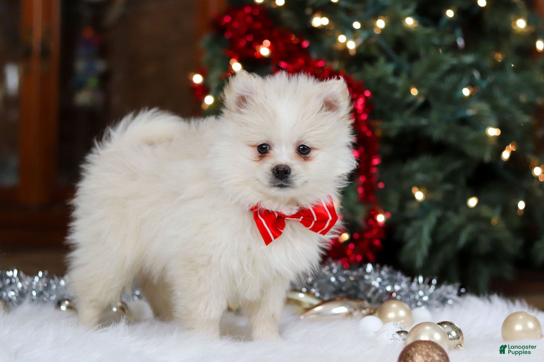 Pomeranian dogs for sale: Bowie - Ad 5