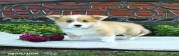 Welsh Corgi Pembroke dogs for sale: Ranae - Ad 5