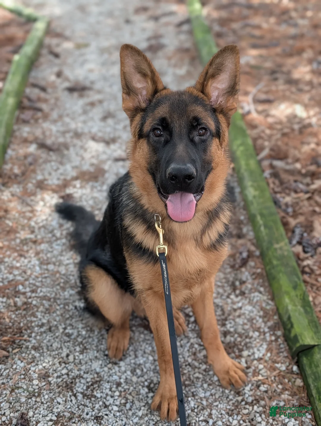 German Shepherd dogs for sale: German Shepherd Puppy 2 - Ad 4