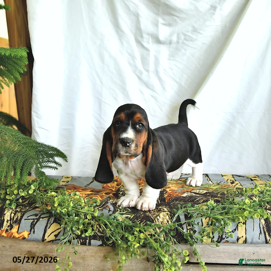 Basset Hound dogs for sale: Gus - Ad 1