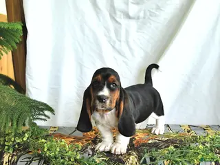 Basset Hound dogs for sale: Gus - Ad 4