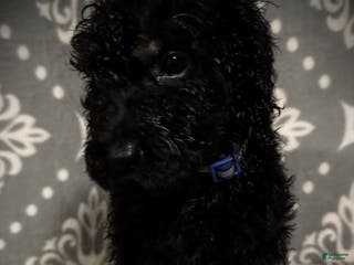 Standard Poodle dogs AKC Scarlet's Dk. Blue Collar Male - Ad 30