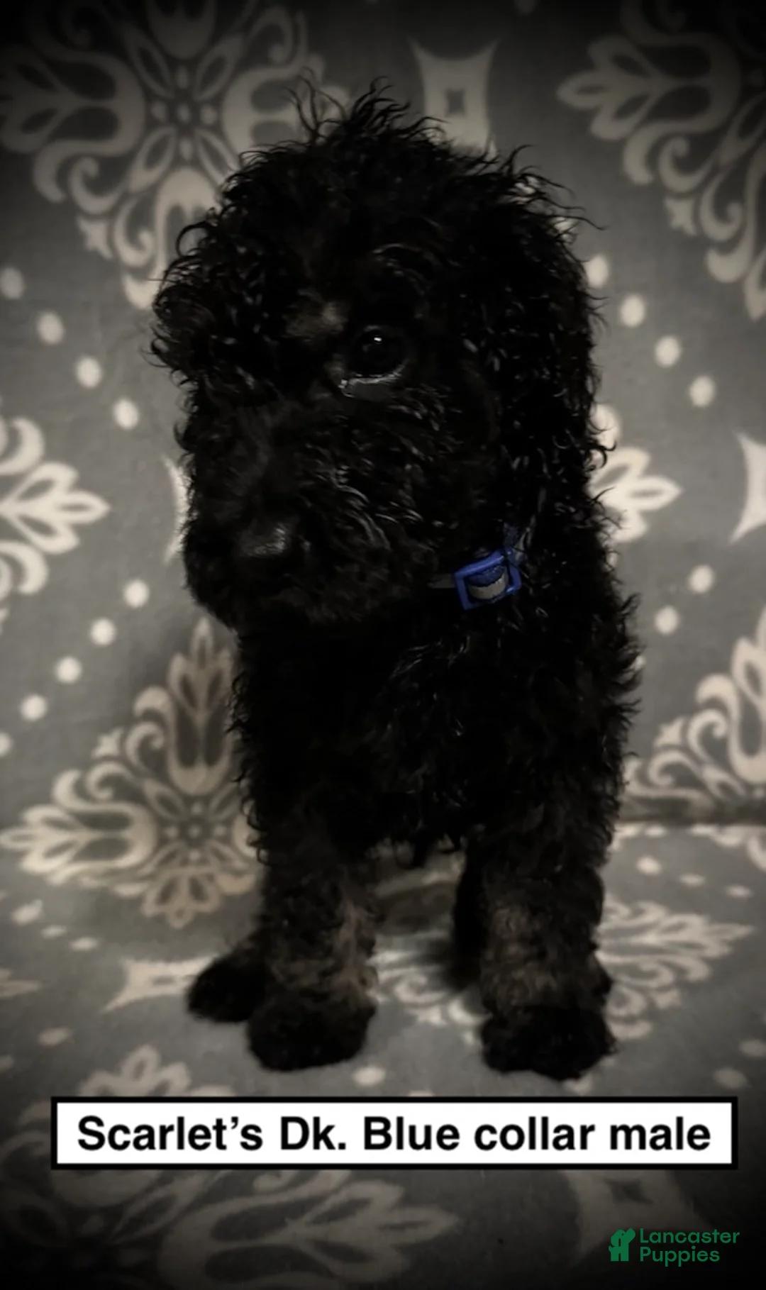 Standard Poodle dogs for sale: AKC Scarlet's Dk. Blue Collar Male - Ad 1