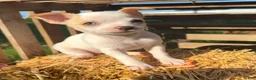 Chihuahua dogs for sale: Autumn - Ad 4