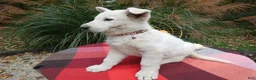 German Shepherd dogs for sale: German Shepherd 2 Sargent - Ad 3
