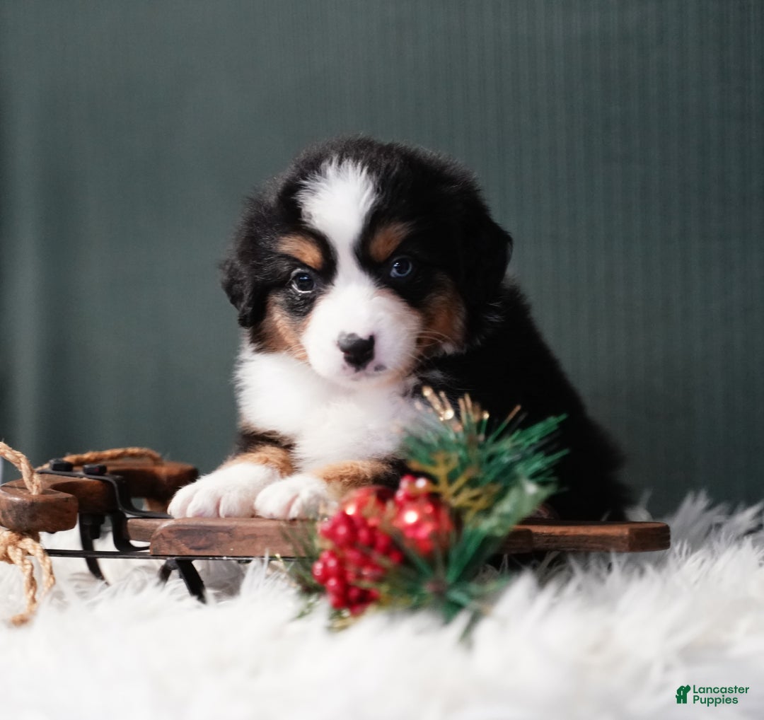 Miniature Australian Shepherd dogs for sale: Bailey - Ad 1