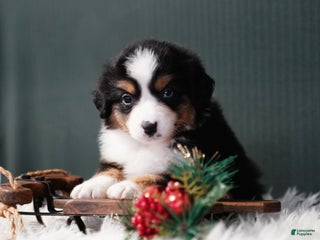 Miniature Australian Shepherd dogs Bailey - Ad 21