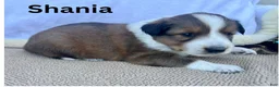 Shetland Sheepdog dogs for sale: Shania - Ad 2