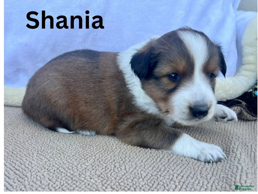 Shetland Sheepdog dogs for sale: Shania - Ad 2