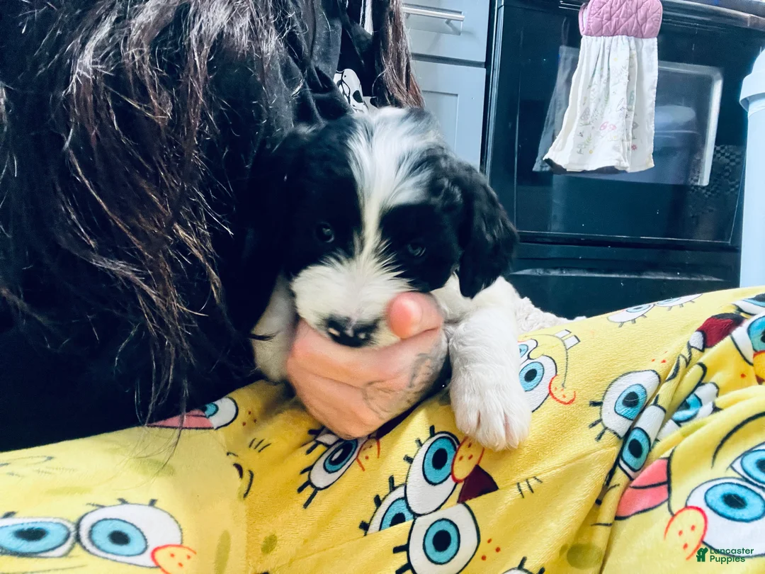 Mixed Breed dogs for sale: Duke  - Ad 4