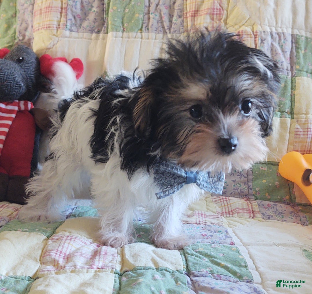 Yorkiepoo dogs for sale: Little Lugnut  - Ad 8