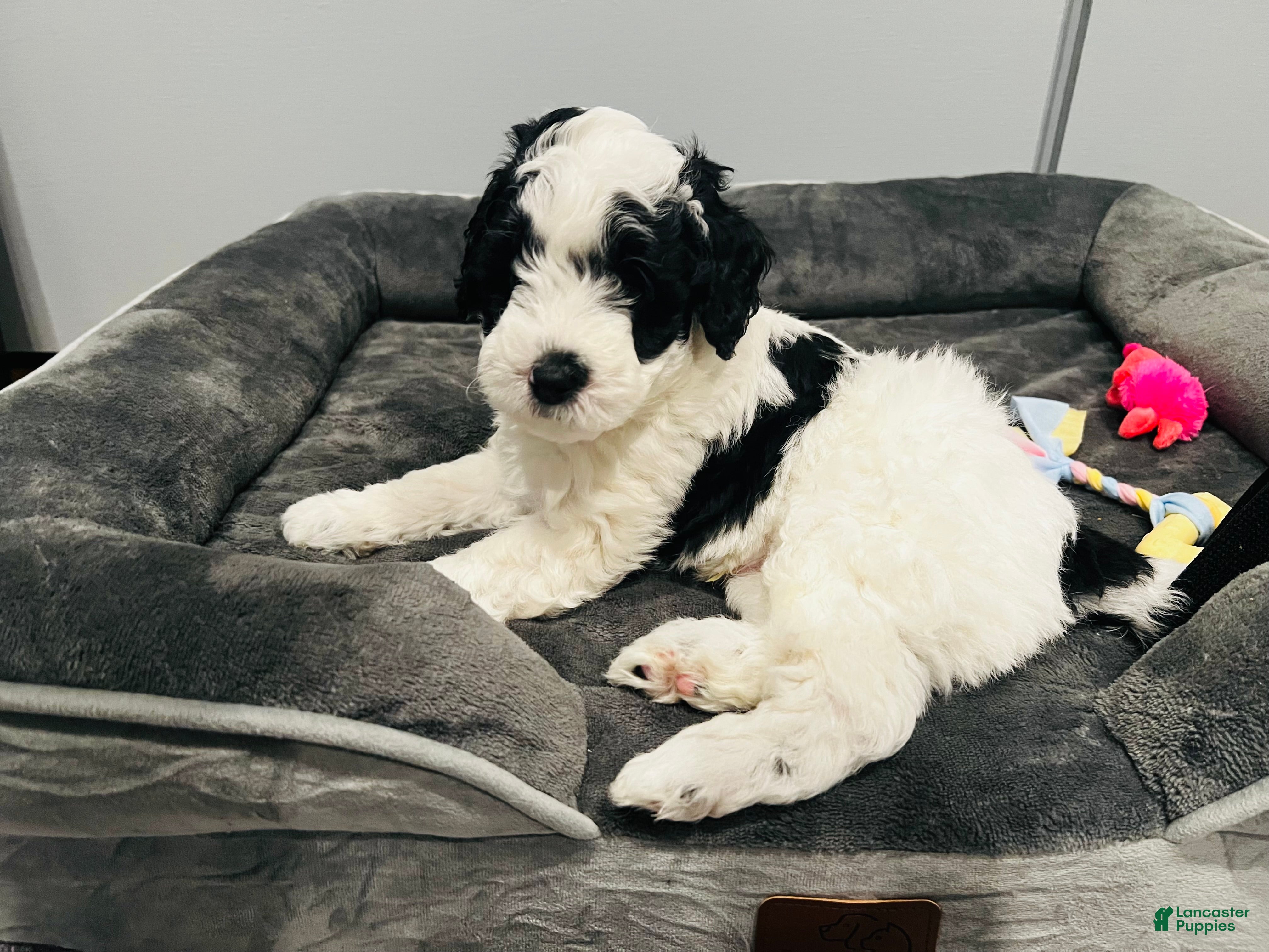 Mini Sheepadoodle dogs Capri - Ad 1