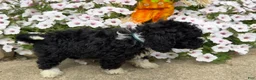 Miniature Poodle dogs for sale: Betty - Ad 5