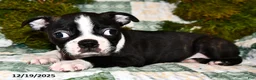 Boston Terrier dogs for sale: Juno - Ad 5